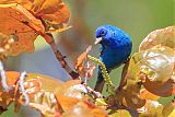 Indigo Bunting